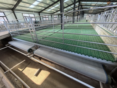 羊場帶式清糞機助力養殖，提升效率